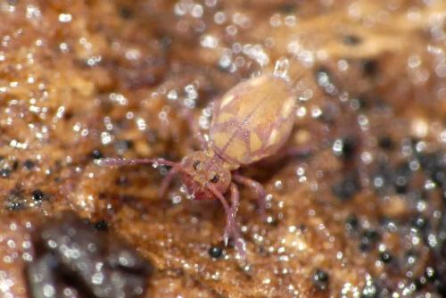 Dicyrtoma fusca